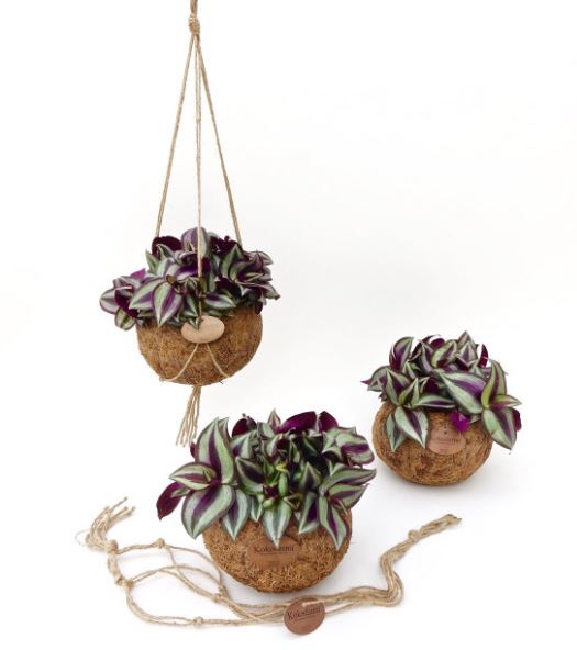 Kokodama Tradescantia  15 cm string pot