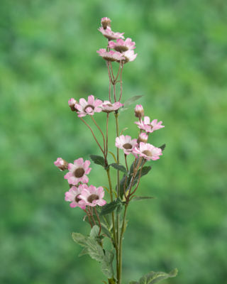 Daisies-Pink