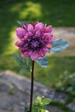 Dahlia  Mauve