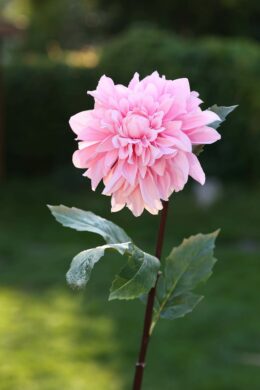 Dahlia Light Pink