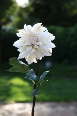 Dahlia  Cream