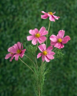 Cosmos-Dark Pink