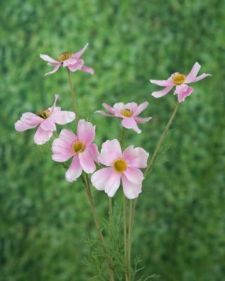 Cosmos-Pale Pink