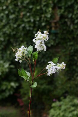 Lilac-Long Stem-White 2 heads