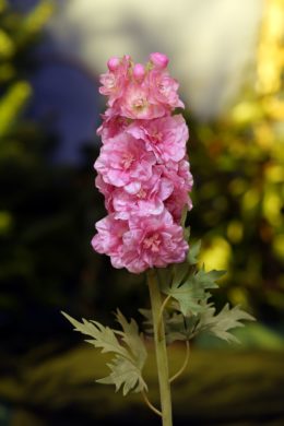 Delphinum Double-Pink