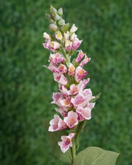 Foxgloves-Light Pink