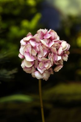 Hydrangea Shaded Pinks Short stem