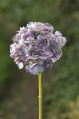 Hydrangea Mauve Short Stem