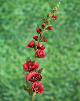 Hollyhock-Red