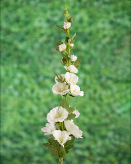 Hollyhock-White