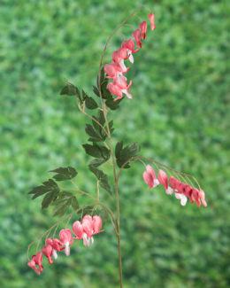 Bleeding Hearts-Pink