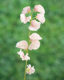 Sweet Peas-Light Pink