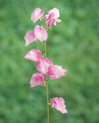 Sweet Peas-Pink