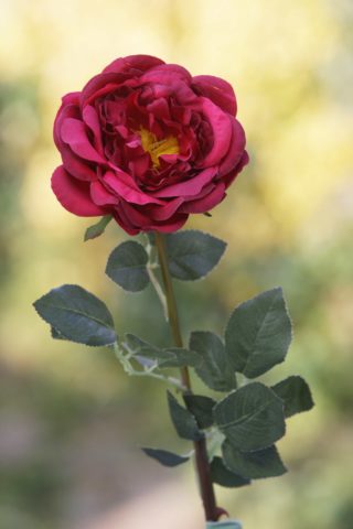 Roses-Large Old English with bud-Red