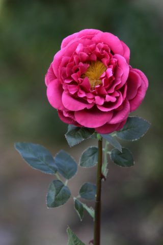 Roses Large Single Old English Dark Pink