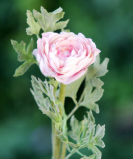 Ranunculus-Pale Pink