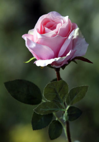 Roses-Large Bud-Pale Pink