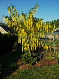 LABURNUM WATERII VOSSII