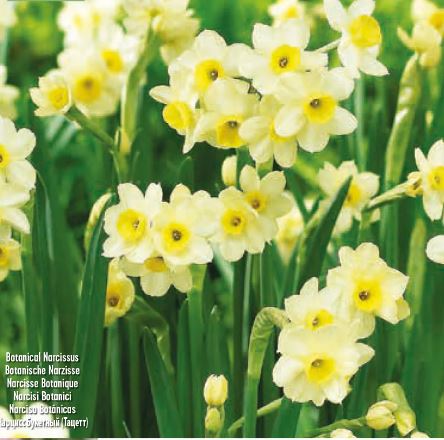 Daffodil Narcissus Minnow
