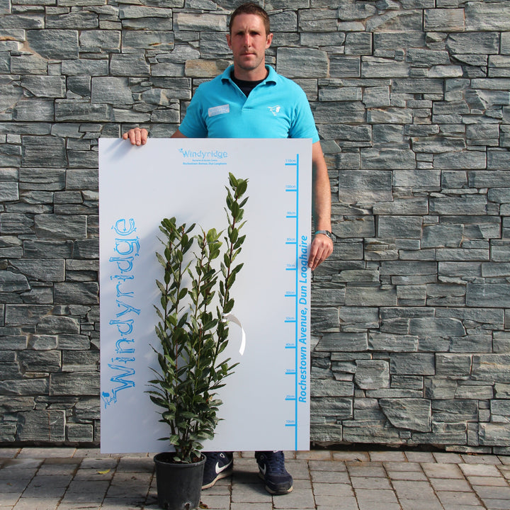 LAURUS NOBILIS CLT 4 / 5 H 100 - 125 CM