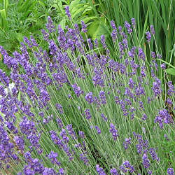 LAVANDULA an. Vera