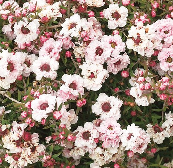 LEPTOSPERMUM S. APPLE BLOSSOM