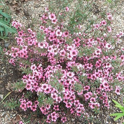 LEPTOSPERMUM S. MARTINII