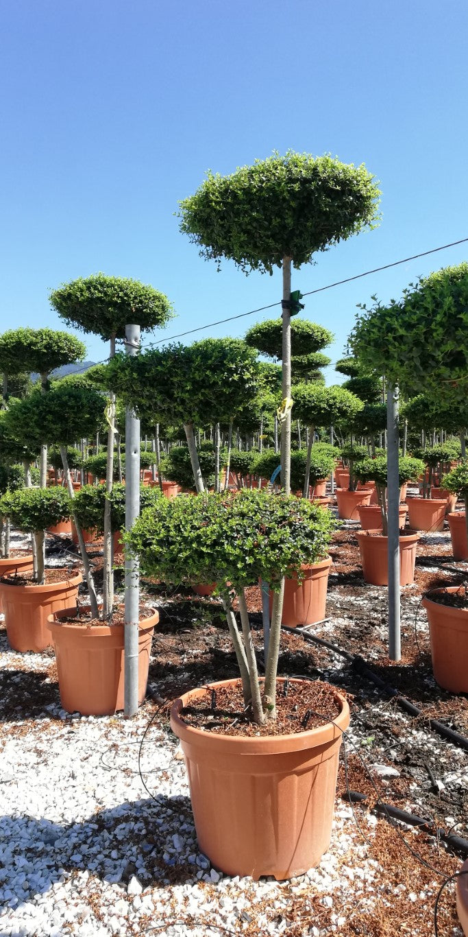 Buy Ligustrum Jonandrum Clt 35 H 100 - 140 Cm Pon Pon 3 P.Schiacciate  Online
