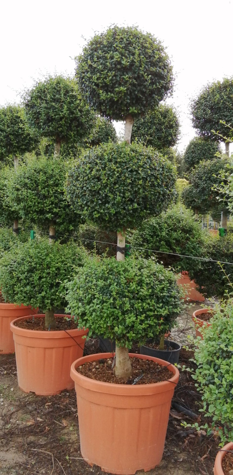 Ligustrum Jonandrum Clt 45 H 120 - 140 Cm 3 Palle - Standard Trees And Topiary - Windyridge Garden Centre