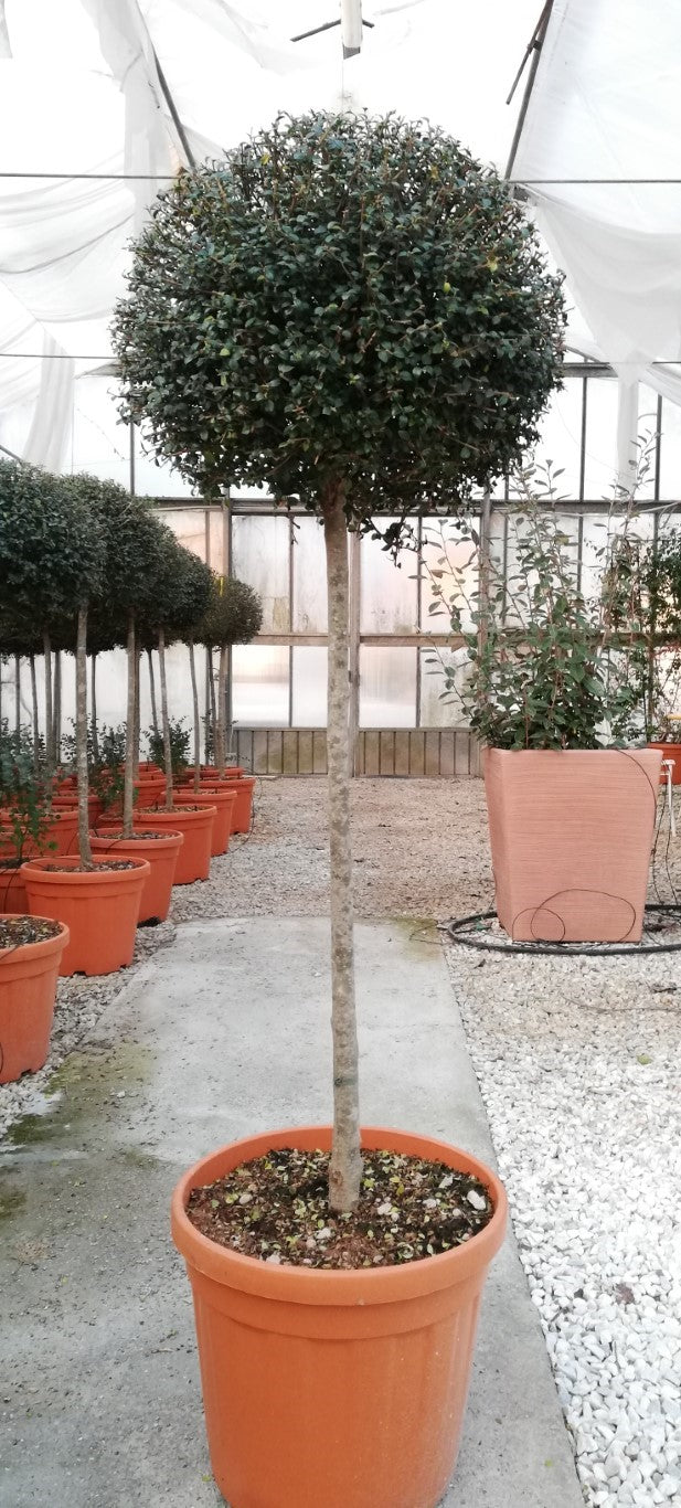 LIGUSTRUM JONANDRUM CLT 25 / 30    CHIOMA 40 - 50 CM 1/2 STD