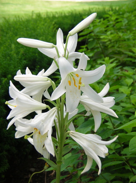 LILIUM CANDIDUM X 1