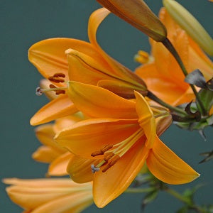 Lily African Queen Loose - Bulbs - Windyridge Garden Centre