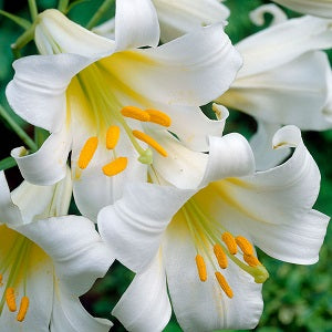 LILY REGALE ALBUS loose