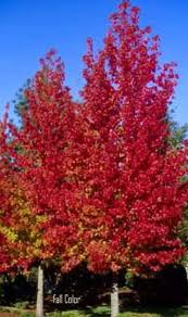 LIQUIDAMBER S. SLENDER SILHOUETTE