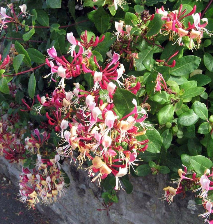 LONICERA PERICLYMENUM BELGICA - Climbers - Windyridge Garden Centre