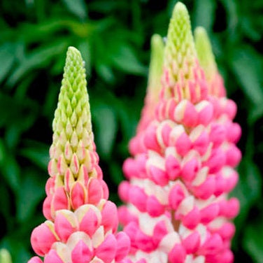 LUPINUS Rachel de Thame