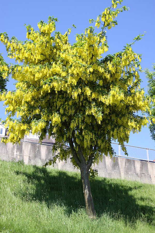 Laburnum Watereri Vossii - Trees - Windyridge Garden Centre