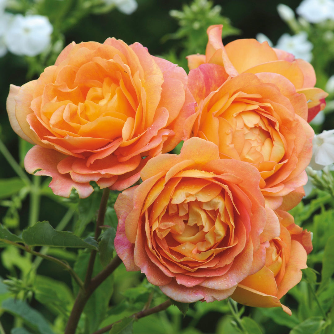 David-Austin-Rosa-Lady-of-Shalott-Flower-1