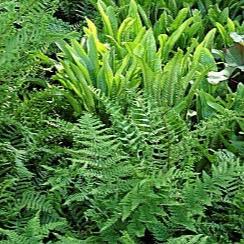 Fern-Plant