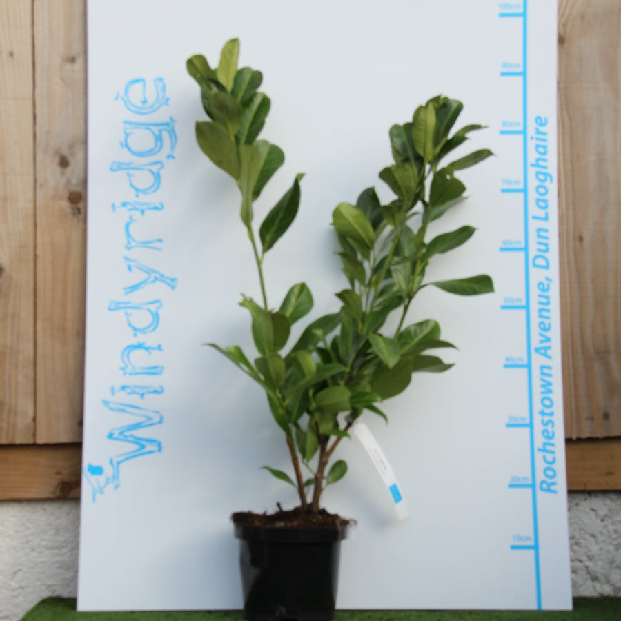 Prunus Rotundifolia/Laurocerasus - Hedging - Windyridge Garden Centre
