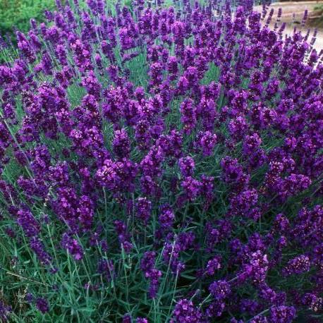 Lavandula-angustifolia-Hidcote-Planted-1