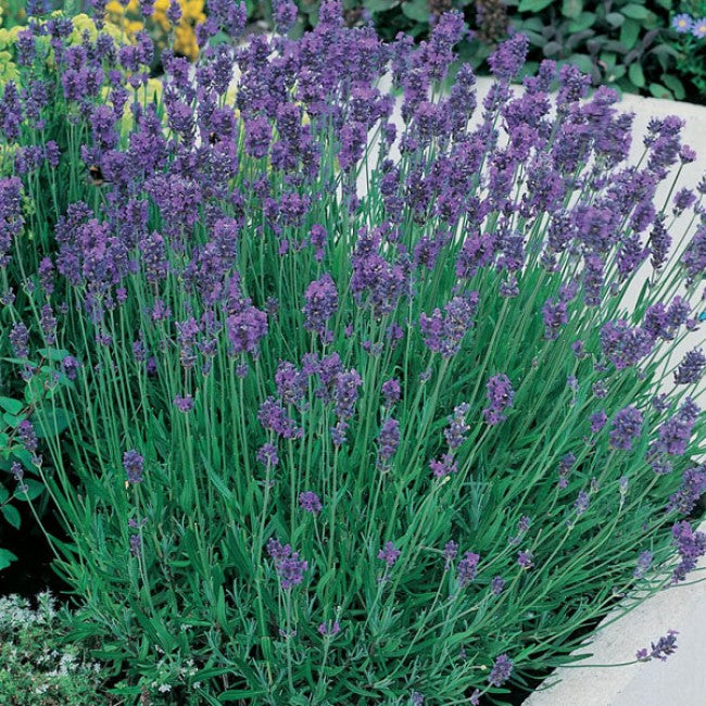 Lavender ang. Munstead - Herbaceous - Windyridge Garden Centre