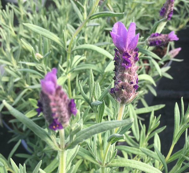 LAVANDULA Lilac Wings