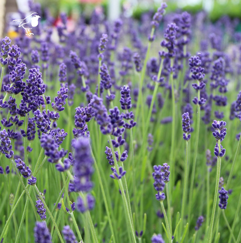 Lavandula Ang. Hidcote - Grow Your Own - Windyridge Garden Centre