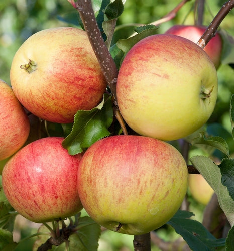 Laxton Superb apple