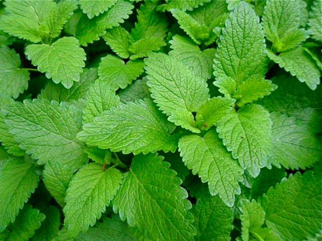 Lemon Balm