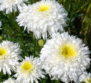 Leucanthemum Fiona Coghill