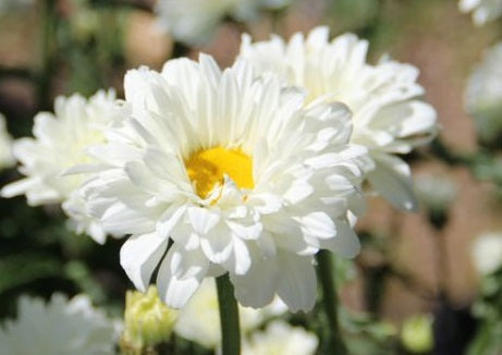 Leucanthemum Victorian Secret