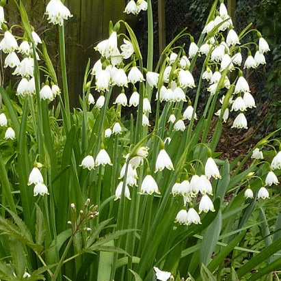 Leucojum aestivum Gravetye Giant