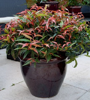 Leucothoe Burning Love - Shrubs - Windyridge Garden Centre